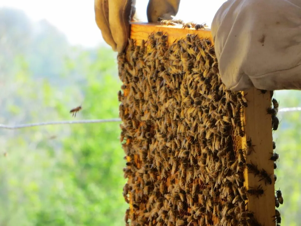 Beewell Honey Villa Marostica
